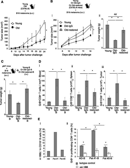 Figure 4. 4BL cells induce GrB+CD8+ T cells and retard tumor growth in old mice. The retarded B16 melanoma growth in old syngeneic mice (A) is lost in Old-restored mice (B). Young, Old-IgG, and Old-restored C57BL/6 mice (as in Figure 2B,D) were s.c. challenged with 105 B16 melanoma cells. (C) 4BL cells are responsible for the retarded tumor growth. μMT mice with B16 melanoma were adoptively transferred with B cells from young mice (Young-B), Old-IgG mice (Old-IgG-B), or Old-restored mice (Old-restored-B). B16 melanoma growth in (C) correlates with the expansion of GrB+CD8+ T cells in PB (i), spleen (ii), and tumor (iii). Shown are mean tumor size (mm2) ± SEM (A-Bi), final tumor weight (g) ± SEM (Bii-C), and GrB+CD8+ T cells ± SEM (number ×105, D) of 4 to 5-mice-per-group experiments independently reproduced at least 2 times. (E) Shown are a representative result showing differences in 4-1BBL+ B cells between auto-HSCT patient samples used, such as high (18%, Pat #1B) and low (4%, Pat #2, i) and their in vitro ability to induce GrB expression within healthy young people CD8+ T cells (mean ± SEM of triplicate experiment, ii). Control healthy donor B cells (HD, i-ii) contained <6% 4-1BBL+ B cells (as in Figure 1B). The GrB induction was completely blocked in the presence of antagonistic anti-4-1BB Ab (α4-1BB), but in not control Ab (ii).