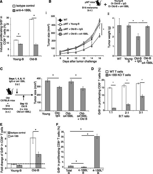 Figure 5. 4BL cells, present in young subjects, accumulate with old age and induce GrB+CD8+ cells requiring 4-1BBL/4-1BB axis. (A) Antagonist anti-4-1BBL (α4-1BBL), but not isotype control Ab, abrogates the ability of old-mouse B cells (Old-B) to induce GrB in young-mouse CD8+ T cells in vitro. (B-C) As such, anti-4-1BBL Ab blocks the antitumor benefit of old-mouse B cells. (B) μMT mice with B16 melanoma were adoptively transferred with naïve mouse B cells (μMT + Young-B) or B cells from old mice pretreated with either anti-4-1BBL Ab (μMT + Old-B + α4-1BBL) or control Ab (μMT + Old-B + IgG). (C) WT C57BL/C old mice with B16 melanoma were i.p. injected (at days 1, 4, 8, and 11) with anti-4-1BBL Ab (Old-α41BBL) or control Ab (Old-IgG). At day 13 post–tumor challenge, the anti-4-1BBL Ab–injected old mice were also divided into 2 groups, and one group received adoptive transfer of B cells from syngeneic naïve old mice (Old-α41BBL + Old-B). Shown are mean tumor size (mm2, Bi, C) and tumor weight (g, Bii) ± SEM of a 4 to 5-mice-per-group experiment repeated 3 times. (D) Old-mouse B cells cannot induce GrB expression in 4-1BB–deficient CD8+ T cells (4-1BB KO). Shown are mean ± SEM (GrB, %) within proliferating CD8+ T cells of WT or congenic 4-1BB KO mice. (E) Antagonistic 4-1BB Ab, but not control Ab, blocks human GrB expression in CD8+ T cells induced by old human B cells. This is shown as a fold change (mean ± SEM) of GrB+CD8+ cells induced with B cells of young people (dotted line). (F) To demonstrate the presence of 4BL cells in young people, 4-1BBL+ B cells were sort-purified (>90%) and used to stimulate GrB (mean ± SEM) in proliferating CD8+ T cells in triplicate experiments reproduced independently 4 times.