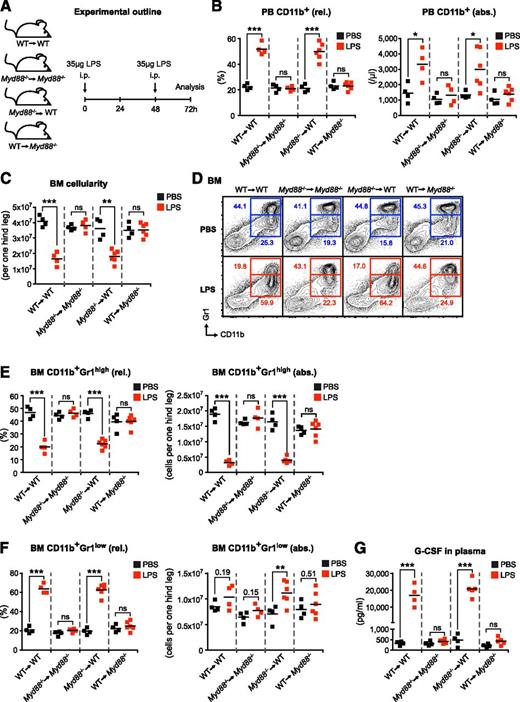 Figure 1. LPS-induced emergency granulopoiesis requires intact MYD88-mediated TLR signaling in nonhematopoietic cells. (A) Graphical scheme depicting experimental outline to induce LPS-induced emergency granulopoiesis in mice with MYD88 expression restricted to hematopoietic (WT→Myd88−/−) or nonhematopoietic (Myd88−/−→WT) cells, and respective control mice (WT→WT and Myd88−/−→Myd88−/−). (B) Frequency and absolute number of PB CD11b+ cells, and (C) BM cellularity after LPS stimulation in BM chimeric and control mice. (D) Representative FACS profile showing characteristic changes in BM CD11b+Gr1high mature and BM CD11b+Gr1low immature neutrophils after LPS stimulation. (E) Frequencies and absolute numbers of BM CD11b+Gr1high mature, (F) BM CD11b+Gr1low immature neutrophils, and (G) plasma G-CSF levels in reciprocal Myd88−/− BM chimeras upon systemic LPS injection. Black squares, PBS-injected mice; red squares, LPS-injected mice; rel., relative; abs., absolute. Data from 2 independent experiments are shown. Two-tailed Student t tests were used to assess statistical significance (*P < .05, **P < .01, ***P < .001; ns, nonsignificant).