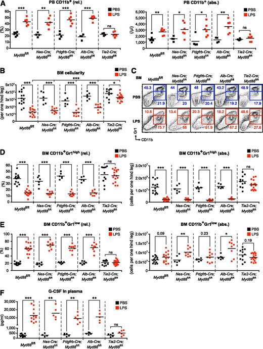 Figure 2. LPS-induced emergency granulopoiesis is abrogated in Tie2-Cre;Myd88fl/fl mice. (A) Frequency and absolute number of PB CD11b+ cells after LPS stimulation in control Myd88fl/fl, and experimental Nes-Cre;Myd88fl/fl, Pdgfrb-Cre;Myd88fl/fl, Alb-Cre;Myd88fl/fl, and Tie2-Cre;Myd88fl/fl mice. (B) BM cellularity after LPS stimulation in control Myd88fl/fl, and experimental Nes-Cre;Myd88fl/fl, Pdgfrb-Cre;Myd88fl/fl, Alb-Cre;Myd88fl/fl, and Tie2-Cre;Myd88fl/fl mice. (C) Representative FACS profile showing characteristic LPS-induced changes in BM CD11b+Gr1high mature and BM CD11b+Gr1low immature neutrophils in control Myd88fl/fl, and experimental Nes-Cre;Myd88fl/fl, Pdgfrb-Cre;Myd88fl/fl, Alb-Cre;Myd88fl/fl, 0and Tie2-Cre;Myd88fl/fl mice. (D) Frequencies and absolute numbers of BM CD11b+Gr1high mature and (E) BM CD11b+Gr1low immature neutrophils, and (F) plasma G-CSF levels in the different sets of tissue-specific Myd88−/− mice after systemic LPS injection. Black squares, PBS-injected mice; red squares, LPS-injected mice; rel., relative; abs., absolute. Data from at least 3 independent experiments are shown. Two-tailed Student t tests were used to assess statistical significance (*P < .05, **P < .01, ***P < .001).