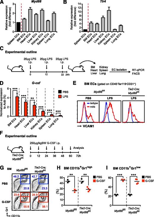 Figure 3. Endothelial cells from various organs express high levels of Myd88 and Tlr4, respond to LPS challenge with strong upregulation of VCAM-1 and G-csf in vivo, and exogenous G-CSF administration rescues emergency granulopoiesis in Tie2-Cre;Myd88fl/fl mice. (A) Myd88 and (B) Tlr4 expression were assessed by quantitative reverse-transcription PCR in CD45−Ter119−CD31+ECs isolated from BM, heart, liver, kidney, spleen, and lung (gray bars) compared with spleen DCs (black bars), ie, pooled classical dendritic cells (CD3ε−CD19−NK1.1−CD11chighCD45RA−MHCII+) and plasmacytoid dendritic cells (CD3ε−CD19−NK1.1−CD11c+CD45RA+MHCIIhigh). All cells were isolated from steady-state mice. (C) Graphical scheme depicting experimental outline to assess in vivo LPS responsiveness of ECs that were flow-cytometrically sorted from BM, heart, liver, kidney, spleen, and lung of PBS- and LPS-injected mice, respectively. (D) Comparative G-csf transcript levels normalized to Actb in ECs from BM, heart, liver, kidney, spleen, and lung of LPS-injected (red bars) vs PBS-injected (black bars) wild-type mice. (E) Representative FACS analysis depicting cell-surface expression of VCAM1 (red lines) on BM ECs in steady state as well as LPS-injected control Myd88fl/fl and Tie2-Cre;Myd88fl/fl mice. Isotype control shown as blue line. (F) Graphical scheme showing experimental outline to assess G-CSF effects in vivo. (G) Representative FACS profile showing characteristic G-CSF–induced changes in BM CD11b+Gr1high mature and BM CD11b+Gr1low immature neutrophils in control Myd88fl/fl and Tie2-Cre;Myd88fl/fl mice. (H) Frequencies of BM CD11b+Gr1high mature and (I) BM CD11b+Gr1low immature neutrophils in PBS- and G-CSF–injected control Myd88fl/fl and Tie2-Cre;Myd88fl/fl mice. All data represent mean ± standard deviation from 2 or 3 independent experiments. Two-tailed Student t tests were used to assess statistical significance (**P < .01, ***P < .001).