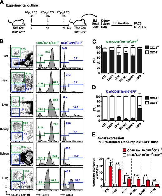 Figure 4. Endothelial cells are effectively targeted in Tie2-Cre-loxP-GFP reporter mice and are the main source of G-csf after in vivo LPS stimulation. (A) Graphical scheme depicting experimental outline to induce LPS-induced emergency granulopoiesis and to assess G-csf expression in sorted CD45−Ter119−GFP+CD31+ ECs and CD45−Ter119−GFP+CD31− non-ECs isolated from different organs of Tie2-Cre-loxP-GFP reporter mice. (B) Representative FACS profile of GFP and CD31 expression within nonhematopoietic cells (CD45−Ter119−) isolated from BM, heart, liver, kidney, spleen, and lung of Tie2-Cre-loxP-GFP reporter mice. (C) Percentages of CD31+ (black bars) and CD31− (white bars) cells within the CD45−Ter119−GFP+ cell population in BM, heart, liver, kidney, spleen, and lung of Tie2-Cre-loxP-GFP reporter mice. (D) Percentages of CD31+ (black bars) and CD31− (white bars) cells within the CD45−Ter119−GFP− cell population in BM, heart, liver, kidney, spleen, and lung of Tie2-Cre-loxP-GFP reporter mice. (E) Comparative G-csf transcript levels normalized to Actb in sorted CD45−Ter119−GFP+CD31+ ECs (red bars) vs CD45−Ter119−GFP+CD31− non-ECs (white bars) isolated from BM, heart, liver, kidney, spleen, and lung of LPS-injected Tie2-Cre-loxP-GFP reporter mice. All data represent mean ± standard deviation from 2 independent experiments (n = 5 mice). Two-tailed Student t tests were used to assess statistical significance (*P < .05, **P < .01, ***P < .001).