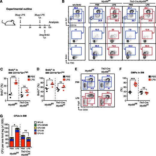 Figure 5. Endothelial cell–intrinsic MYD88 signaling is required to stimulate accelerated neutrophil production, myeloid progenitor lineage skewing toward granulocyte-macrophage progenitors (GMPs), and increased CFU-G activity in vivo. (A) Graphical scheme depicting experimental outline to induce LPS-induced emergency granulopoiesis and to assess BrdU incorporation. (B) Representative FACS profile showing BrdU incorporation in in BM CD11b+Gr1high mature and BM CD11b+Gr1low immature neutrophils in control Myd88fl/fl, and Tie2-Cre;Myd88fl/fl mice during steady-state and LPS-induced emergency granulopoiesis. (C) Frequencies of BrdU+ BM CD11b+Gr1high mature and (D) BrdU+ BM CD11b+Gr1low immature neutrophils in PBS- or LPS-injected Myd88fl/fl and Tie2-Cre;Myd88fl/fl mice. (E) Representative FACS profile showing myeloerythroid progenitors in control Myd88fl/fl, and Tie2-Cre;Myd88fl/fl mice during steady-state and LPS-induced emergency granulopoiesis. (F) Frequencies of Lin−cKit+Sca1−FcgR+CD34+ GMPs in PBS- or LPS-injected Myd88fl/fl and Tie2-Cre;Myd88fl/fl mice. (G) Absolute CFU numbers per 1 hind leg in control Myd88fl/fl and Tie2-Cre;Myd88fl/fl mice during steady-state and LPS-induced emergency granulopoiesis (CFU-G, CFU granulocyte; CFU-M, CFU macrophage; CFU-GM, CFU granulocyte/macrophage; CFU-GEMM, CFU granulocyte/erythrocyte/macrophage/megakaryocyte; BFU-E, burst-forming unit erythrocyte). Black squares, PBS-injected mice; red squares, LPS-injected mice. Data from 2 independent experiments are shown. Two-tailed Student t tests were used to assess statistical significance (*P < .05, ***P < .001).