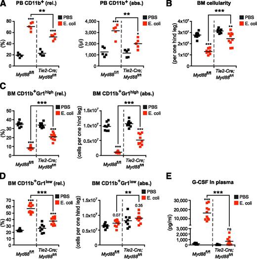 Figure 6. Endothelial cell–intrinsic MYD88 signaling is required to efficiently stimulate emergency granulopoiesis during systemic E coli infection. (A) Frequency and absolute number of PB CD11b+ cells, (B) BM cellularity, (C) frequencies and absolute numbers of BM CD11b+Gr1high mature and (D) BM CD11b+Gr1low immature neutrophils, and (E) plasma G-CSF levels in Myd88fl/fl mice and Tie2-Cre;Myd88fl/fl mice in steady-state (black squares) and after infection with 4.5 × 108 E coli CFU (red squares) given IP. Data from 2 independent experiments are shown. rel., relative; abs., absolute. Two-tailed Student t test was used to assess statistical significance (**P < .001, ***P < .001).