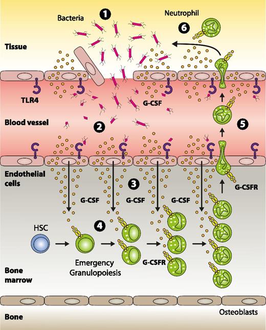 Figure 7. Model for pathogen sensing and subsequent translation into emergency granulopoiesis. (1) Gram-negative bacteria and/or their structural components that have gained access to the systemic circulation are recognized by TLR4-expressing endothelial cells (2), thereby indicating an emergency state. Upon TLR4/MYD88 signaling in endothelial cells, G-CSF is released in large quantities (3). In the bone marrow, endothelial cell–derived G-CSF acts on myeloid precursors expressing the G-CSF receptor resulting in enhanced generation, accelerated turnover, and increased neutrophil release from the bone marrow to the systemic circulation (4). These neutrophils are recruited to the site of infection (5) where they participate in clearing the pathogen (6).