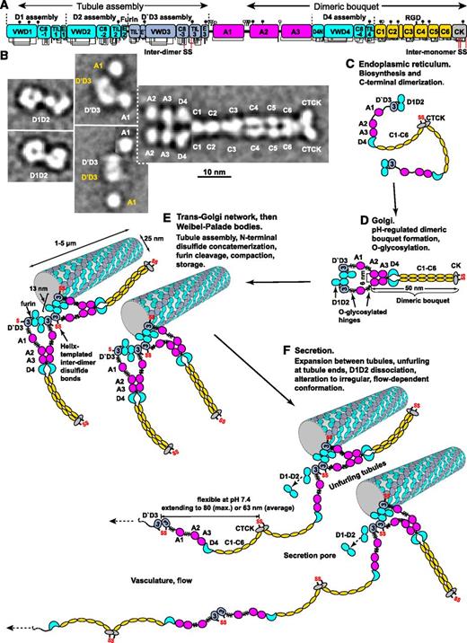 Figure 2. Biosynthesis and secretion of VWF. (A) Module functions in biosynthesis. (B) Appearance of VWF domains in negative stain EM with class averaging.1,2 Two examples of D1D2 and (D′D3A1)2 class averages are shown. A1-CTCK dimeric bouquet class averages, with averaging centered on different domains, are shown in composite, with (D′D3A1)2 added in the position of A1 separated by dashed lines. Domains that would originate from the same VWF dimer precursor are labeled in white, and those that would originate from other dimers and be disulfide linked during concatemer formation in tubules are labeled in yellow. (C-F) Schematic organization of domains during biosynthesis and secretion based on structural data.1,2,6,19 Dimensions are from Zhou et al1 and Huang et al.6