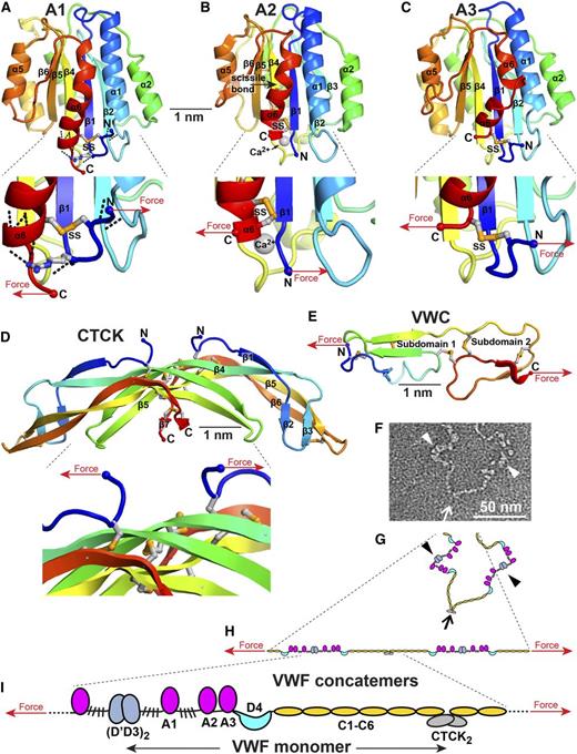Figure 5. How VWF and its domains experience force. (A-E) Force on domain termini. Domains are shown in cartoon representation, colored in rainbow from N terminus (blue) to C terminus (red). Disulfides and an Arg in A1 that participates in H bonds are shown in stick with orange sulfurs and blue nitrogens. Arrows show how tensile (elongational) force is exerted across domains when they are present in an elongated VWF concatemer experiencing hydrodynamic force. (A-C) are in similar but slightly different orientations. (A) A1 has a highly conserved set of hydrogen bonds external to the long-range disulfide (black dashes) seen in all crystal structures.64-66,108 (B) A2 has a C-terminal, vicinal disulfide bond and a bound Ca2+ ion (silver sphere).51,54,55 (C). A3, in contrast to A1, has no hydrogen bonds external to its long-range disulfide, which shows flexibility, with differences in position among structures or disorder.77,107,109 (D) The CTCK domain is highly reinforced against elongational force.48 (E) The VWC domain has no hydrophobic core and flexibility between its 2 subdomains.8 VWC domains in VWF are not yet characterized at high resolution and are known from collagen IIA8 and crossveinless 2.9 (F) Portion of a VWF concatemer at pH 7.4 in negative stain EM.1 Arrow and arrowheads mark approximate monomer-monomer interfaces at tail-to-tail (arrow) and head-to-head (arrowhead) positions. (G-I) VWF concatemer schematics. (G) interprets the conformation captured in EM in panel F. (H) How the conformation in panel G would be straightened by elongational force. Panel I schematizes at larger scale domain architecture under elongational force.