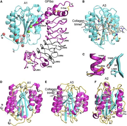 Figure 6. Structural, binding, and mutational features of A domains. (A-B) The A1 (A) and A3 (B) domains (cyan) in identical orientations bound to GPIbα (magenta) and collagen (silver), respectively. Disulfides are in yellow stick. (A) The A1-GPIbα complex forms a super β-sheet at the interface between the A1 β3 and GPIbα β14 strands. PT-VWD mutations (green Cα atom spheres) stabilize the β-switch in its bound over its unbound conformation.68 VWD type 2B mutations (red Cα spheres)83 locate distal from the GPIbα interface, near to the A2 termini where elongational force is applied. VWD type 2B mutations are hypothesized to stabilize an alternative, high-affinity conformation.64,65,71 A region of GPIbα that is important for interaction with A1 in high shear and in ristocetin is shown in gray.74,75 (B) A3 with collagen bound (silver) shown in identical orientation as A1 in (A) and with collagen-contacting residues shown in stick.77 A nuclear magnetic resonance structure of A3 bound to fibrillar collagen76 shows an identical binding site (collagen-perturbed residues shown with Cα atom spheres). (C) Detail of 2 superimposed A2 structures, 1 of which shows a 2 Å outward movement of the C-terminal α6-helix that may mimic an early step in elongational force-induced A2 unfolding. Arrows show direction of movement of key sidechains including scissile residue Tyr1605 and α6-helix regions. C-terminal residue Ser1671 is labeled “C,” arrows show direction of movement from chain A to chain C.51 (D-E) VWD type 2M mutations82,83 (silver Cα-atom spheres) in A1 (D) and A3 (E), shown in identical orientations. Type 2M mutations are much more numerous and widely distributed in A1. VWD type 2M mutations in A3 locate adjacent to or are buried beneath the collagen binding site. (F) A2 domain structural specializations. The view is rotated almost 180° from that in Figure 5B. Ca2+ is shown as a sphere with coordinating sidechain and backbone carbonyl groups in stick. Isomerization of the cis-peptide bond shown in stick would slow refolding. In C-F, A domain secondary structures are emphasized by their colors: β-strand, cyan; α-helix, magenta; loop, orange yellow. Collagen bound to A3 is shown in silver.