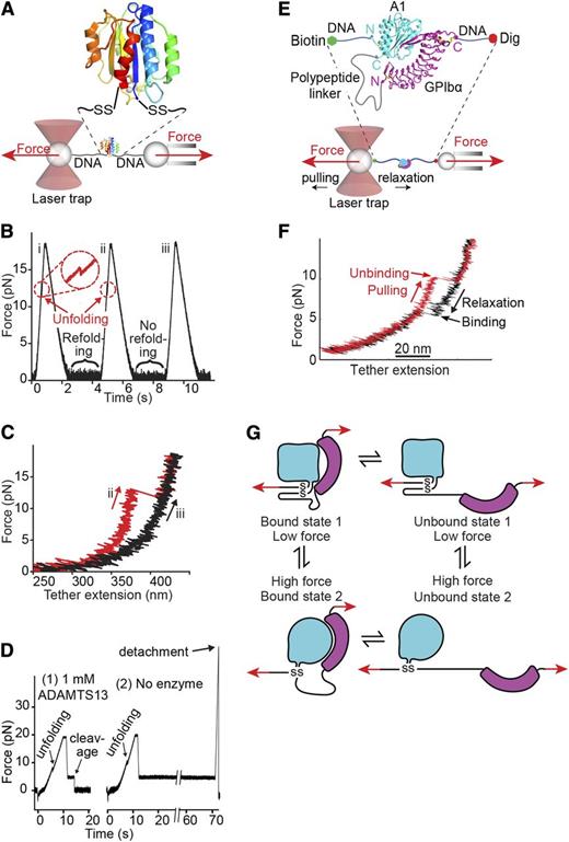 Figure 7. Single-molecule studies on VWF A1 and A2 domains. (A-D) Adapted from Zhang et al43 with permission. (A) Schematic diagram of how the A2 domain (colored in rainbow as in Figure 5A) is held between 800-bp double-stranded DNA handles and tethered to 2 beads in a laser trap (left) and micropipette (right). DNA is covalently linked through disulfide bridges to Cys residues mutationally added at the N and C termini of A2. DNA handles have biotin and digoxigenin (Dig) tags at opposite ends for binding to beads functionalized with streptavidin and digoxigenin antibody. Force is applied by micropipette movement (right), and measured by bead displacement in the laser trap (left). The sine qua non of single molecule data are measurement of single molecule events; other types of events are recorded and they must be discarded using fiduciary markers. DNA handles provide a single molecule signature, that is, a plateau at 67 pN at a transition from B to S DNA. Furthermore, adsorption to beads, cantilever tips, and substrates is prevented by holding proteins away from them with DNA handles. (B) Three representative cycles of force increase, decrease, and clamping at a constant low level to enable A2 refolding. (C) Traces of force vs tether extension in the force increase phases of cycles ii and iii in panel B. An abrupt unfolding event is seen in ii and not iii. It is inferred that A2 was unfolded at the beginning of iii. (D) Two representative traces showing ADAMTS13 cleavage in presence of enzyme (1) and no cleavage in absence of enzyme (2). In each trace unfolding of A2 is seen, and A2 is returned to a clamped force of 5 pN. Cleavage of the tether returns force to 0. (E-G). Repeated measurement of GPIbα and VWF A1 domain binding and unbinding in a single molecule ReaLiSM construct. Modified from Kim et al71 with permission. (E) Schematic. The ReaLiSM contains from N to C the A1 domain, a 43-residue polypeptide linker, and GPIbα, and is expressed as a secreted protein in mammalian cells. Cysteines are included at the N and C termini for disulfide linkage to DNA handles, which are coupled to beads as in panel A. (F) One representative cycle. Unbinding and rebinding are measured as abrupt changes in tether extension during pulling (red) and relaxation (black). (G) Schematic model of A1- GPIbα flex-bond. The model reflects 2 different pathways for receptor-ligand dissociation71 and association (J. S. Kim, N. E. Hudson, and T.A.S., unpublished observations), with a slower dissociating and faster associating state induced by force. A1 (cyan) and GPIbα (magenta) are subjected to tensile force at the N and C termini of the ReaLiSM construct (arrows), and after dissociation, also at the junctions with the polypeptide linker.