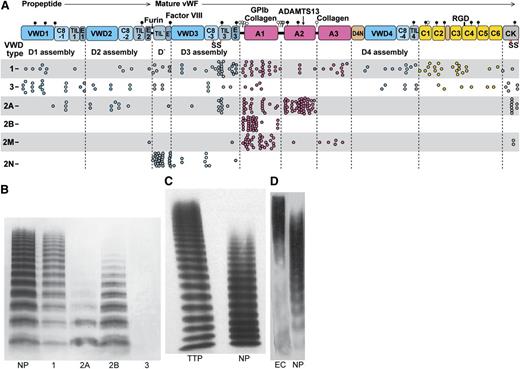 Figure 8. VWD and concatemer length distributions. (A) VWF and its domains to scale by amino acid residue with distribution of VWD mutations. Mutations are from the International Society for Thrombosis and Hemostasis Database.83 Each missense mutation, including mutations of the same residue to different amino acids, is shown as a dot. Mutations are type 1, partial quantitative deficiency; type 2A, reduced platelet adhesion with absence of long multimers; type 2B, increased platelet adhesion; type 2M, qualitative defect in platelet or collagen binding; type 2N, qualitative defect in binding FVIII; type 3, severe quantitative deficiency.4 (B-D) VWF length distributions shown with SDS-agarose electrophoresis followed by western blotting with anti-VWF. 1, 2A, 2B, and 3, respective VWD types; EC, VWF secreted by histamine-stimulated endothelial cells in vitro (in absence of ADAMTS13); NP, normal plasma; TTP, thrombotic thrombocytopenic purpura. (B) Reprinted from Sadler4 with permission. (C) Reprinted from Loirat et al111 with permission. (D) Reprinted from Arya et al112 with permission.