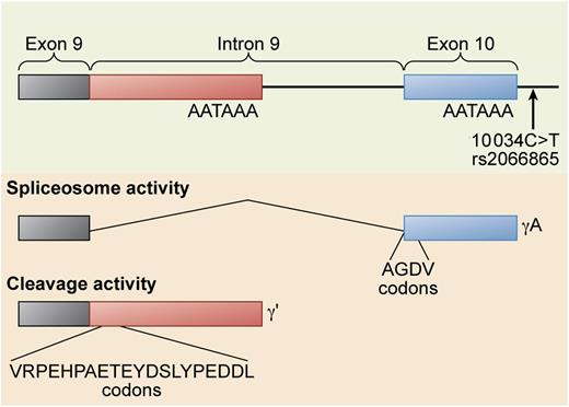 Alternative processing of the FGG gene pre-mRNA. The FGG 10 034C>T SNP (rs2066865) results in lower levels of γ′ fibrinogen. This SNP may affect the relative rate of spliceosome activity that cleaves out the ninth intron to form the γA isoform vs polyadenylation and cleavage activity that polyadenylates within the intron and cleaves the mRNA at the 3′ end of the polyadenylation site to form the γ′ isoform. Professional illustration by Xavier Studio.