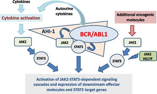 Role of JAK2-STAT5 interactions in CML LSCs.