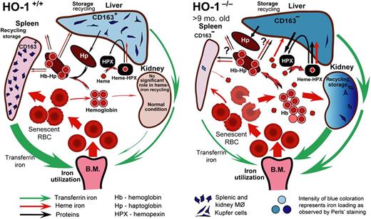 Model of heme-iron recycling and tissue iron redistribution in HO-1−/− mice. Splenic macrophages and liver Kupffer cells that phagocytose senescent red blood cells die in HO-1−/− mice. The contents released from dying macrophages include nonmetabolized heme iron. Reproduced from Figure 7 in Kovtunovych et al.6