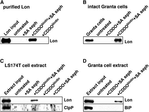 Figure 3. CDDO directly interacts with purified Lon and forms a complex with Lon in cultured cells. (A) CDDObiotin (2.5 μM) was reacted with purified Lon (2 μγ) in PBS containing 1% NP40 for 90 minutes at room temperature, after which CDDObiotin was pulled down with SA-sepharose (SA-seph). (B) Granta cells were treated with or without CDDO or CDDObiotin for 1 hour at 37°C, followed by extraction of cellular proteins and incubation with SA-seph as indicated for 90 minutes at 4°C; (C-D) LS174T or Granta cells extracts (20 μg), respectively, were reacted with or without CDDO or CDDObiotin for 90 minutes at 4°C, followed by SA-seph as in panel B. Pull-down reactions were immunoblotted with antibodies to Lon, ClpP, or BiP. Untreated mock samples contained input but without CDDObiotin and SA-seph.