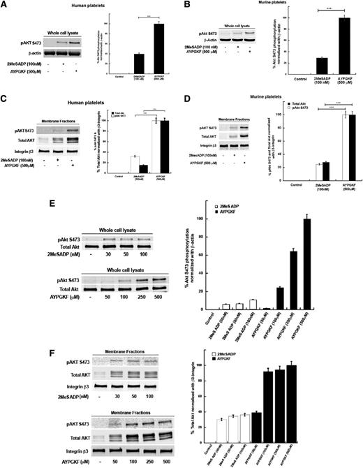 Figure 1. PAR agonist causes a more robust Akt phosphorylation and translocation in platelets than ADP. Washed human platelets (A) and murine platelets (B) were stimulated with 2MeSADP (100 nM) or AYPGKF (500 μM) for 2 minutes, and phosphorylation of Ser473 (S473) residue on Akt was evaluated by western blot analysis of whole cell lysates. Densitometric analysis of the western blot shows the percentage of phosphorylated Akt Ser473 normalized to β-actin. Phosphorylation (Ser473) and translocation of Akt was evaluated by western blot and densitometric analysis of membrane fractions prepared by ultracentrifugation of human (C) or mouse (D) platelets stimulated either with 100 nM 2MeSADP or 500 μM AYPGKF. β3-integrin was used as the lane-loading control as well as a membrane marker. Western blot shows Akt phosphorylation and translocation in whole cell lysate (E) and platelet membrane fraction (F) after human platelets were stimulated with different concentrations of 2MeSADP (30, 50, and 100 nM) or AYPGKF (50, 100, 250, and 500 μM) for 2 minutes in an aggregometer. Densitometric analysis is represented as a percentage of phospho-Akt S473 normalized to β-actin or Akt translocated to the membrane normalized with β3-integrin at different concentrations of 2MeSADP and AYPGKF. The western blot analysis shown is representative of 3 independent experiments using anti-Akt mouse mAb (Cell Signaling Technology).