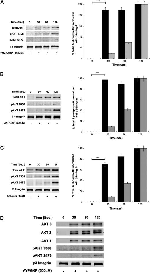 Figure 2. PAR agonist induces translocation and phosphorylation of Akt in platelets. Washed human platelets were stimulated with 2MeSADP (100 nM) (A), AYPGKF (500 μM) (B), or SFLLRN (5 µM) (C) for different time periods. Akt translocation and phosphorylation (Ser473 and Thr308) were evaluated by subjecting platelet membrane fractions to SDS-PAGE. β3-integrin was used as the lane-loading control. (D) Membrane fractions from platelets stimulated with AYPGKF were probed with anti-Akt isoform-specific antibodies. The western blot analysis shown is representative of 3 independent experiments using anti-Akt mouse mAb (Santa Cruz Biotechnologies).