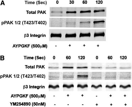 Figure 5. Role of Gq signaling pathways in PAK translocation in response to AYPGKF in human platelets. (A) Washed human platelets were stimulated with AYPGKF (500 μM) for different time periods. Translocation and phosphorylation of PAK were evaluated by subjecting platelet membrane fractions to SDS-PAGE analysis. β3-integrin was used as the lane loading control. (B) Washed human platelets were stimulated with AYPGKF (500 μM) in the presence or absence of 50 nM YM254890, and the effect on PAK translocation and phosphorylation was evaluated using western blot analysis of platelet membrane fractions. β3-integrin was used as the lane loading control. The western blot analysis shown are representative of 3 independent experiments.