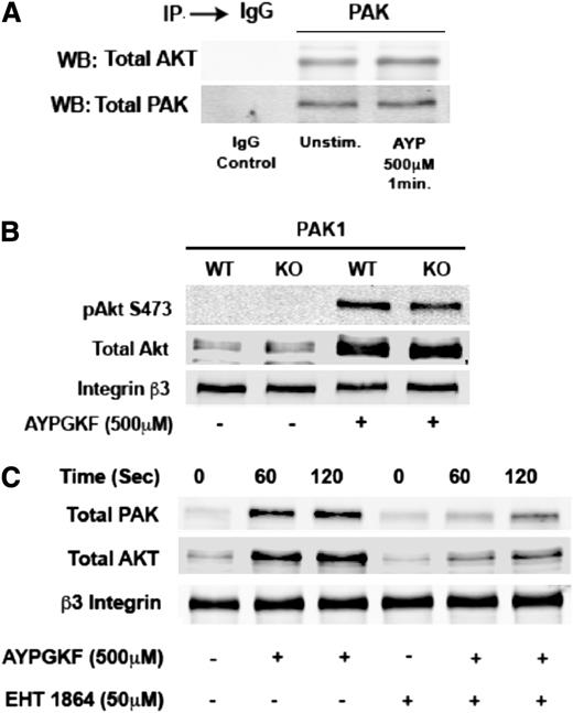 Figure 6. Role of PAK and Rac1 in Akt translocation. (A) Washed human platelets were stimulated for 1 minute at 37°C with 500 μM AYPGKF (AYP). Platelet lysates were immunoprecipitated (IP) with agarose-conjugated PAK rabbit polyclonal IgG, and samples were probed for coimmunoprecipitating Akt using anti-Akt mouse mAb (Cell Signaling Technology). (B) PAK1 knockout (KO) murine platelets were stimulated with 500 μM AYPGKF, and membrane fractions were subjected to SDS-PAGE. Western blots were then probed for anti-Akt, anti-phospho S473 Akt, and anti-PAK1 antibodies. β3-integrin was used as the lane loading control. (C) Washed human platelets were stimulated with AYPGKF (500 μM) in the presence or absence of 50 μM EHT1864, and the effect on PAK translocation and phosphorylation was evaluated using western blot analysis of platelet membrane fractions. β3-integrin was used as the lane loading control. The western blot analysis shown is representative of 3 independent experiments.