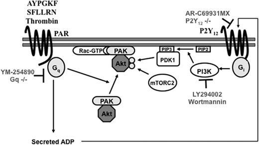 Figure 7. Proposed model depicting PAK-mediated Akt translocation to the membrane downstream of the Gq pathway in platelets. Activation of the Gq pathway results in translocation of the PAK-Akt complex to the membrane via interaction of PAK with membrane-localized Rac1 in a novel PIP3-independent mechanism. Akt, after translocation, is phosphorylated by PDK1 and mTORC2 by the Gi pathway through secreted ADP.