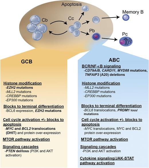 Figure 1. Key oncogenic pathways in DLBCL. The 2 major molecular subtypes of DLBCL are shown: the GCB and the ABC type. Both tumors arise from stages of differentiation reminiscent of germinal center B cells. The GCB subtype arises from centroblasts, whereas the ABC subtype arises from a plasmablastic cell just prior to germinal center exit. The main oncogenic pathways are listed, as well as the recurrent mutations, gains and losses of genetic material, and characteristic translocations that underlie these pathway perturbations. In bold are oncogenic mechanisms that are preferentially found in 1 molecular subtype. Cb, centroblast; Cc, centrocyte; Pb, plasmablast; Pc, plasma cell; DHIT, double-hit lymphoma; del, deletion; BCR, B-cell receptor.
