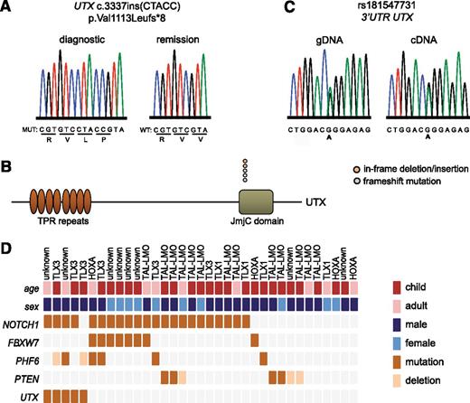 Figure 1. UTX mutations in human T-ALL. (A) DNA sequencing chromatogram showing a UTX mutation in the gDNA of a male primary T-ALL patient sample. The mutation is absent in remission material of the same patient. (B) Graphical representation of the localization of genetic lesions in the UTX protein structure. In-frame deletion/insertion mutations are depicted in orange circles and frameshift mutations in blue circles. (C) Genotyping and allelic expression analysis of SNP rs181547731 in gDNA and cDNA derived from female T-ALL lymphoblasts. (D) Graphical representation of the different mutations (dark orange rectangles) and deletions (light orange rectangles) present in a set of T-ALL oncogenes and tumor suppressor genes in 35 primary T-ALL patient samples. The different T-ALL subgroups include TAL-LMO, TLX3, TLX1, HOXA, and patients for whom the subgroup is unknown. The age subgroups include children (age ≤15 years; dark red rectangles) and adults (age >15 years; light red rectangles). Male and female T-ALL patient samples are presented in dark blue and light blue rectangles, respectively. JmjC, Jumonji C; TPR, tetratricopeptide repeat.