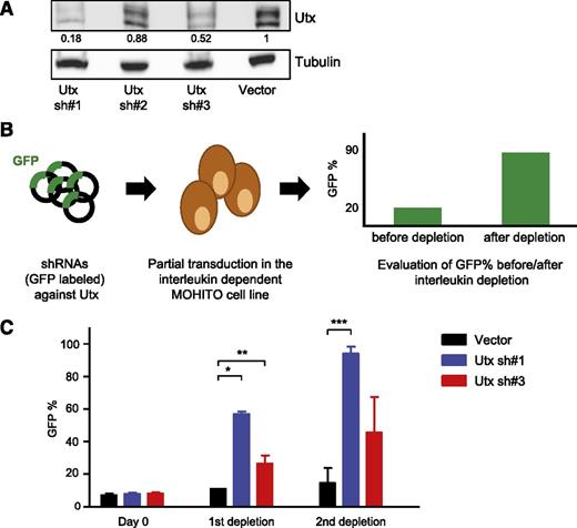 Figure 2. Knockdown of Utx augments the oncogenic activity in the murine T-ALL cell line MOHITO. (A) Western blot analysis of GFP sorted MOHITO knockdown samples containing 3 different hairpins against Utx compared with empty vector control. Blots were incubated with antibodies against Utx and tubulin. Expression levels were normalized to tubulin levels and compared with the vector control. (B) Graphical illustration of the interleukin depletion assay in the IL2-IL7–dependent MOHITO cell line. MOHITO cells are partially transduced with vectors encoding shRNAs against Utx and coexpressing GFP, after which the GFP percentage is measured by fluorescence-activated cell sorter analysis before and after successive rounds of interleukin depletion. (C) GFP percentage measured at Day 0, and after 1st and 2nd depletion rounds in Utx sh#1 and Utx sh#3 knockdown samples and controls. The depletion assay was repeated twice. The GFP enrichment was statistically significant after the 1st depletion for Utx sh#1* and Utx sh#3**, and after the 2nd depletion for Utx sh#1*** compared with empty vector control respectively (unpaired Student t test: *P = .005; **P = .049; ***P = .008).