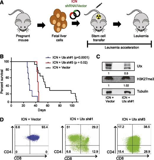 Figure 3. Loss of Utx accelerates leukemia development in a NOTCH1-induced T-ALL mouse model. (A) Graphical illustration of NOTCH1-induced T-ALL mouse model. Fetal liver cells are partially transduced with vectors encoding NOTCH1 (ICN) (coexpressing mCherry), and the shRNA or empty vector control (coexpressing GFP), followed by tail vein injection in lethally irradiated mouse recipients and monitoring of leukemia onset. (B) Kaplan-Meier curves and log-rank (Mantel-Cox) analysis show accelerated leukemia onset in Utx sh#1 (n = 7, P < .0001) (blue) and Utx sh#3 (n = 4, P = .02) (red) mice as compared with empty vector (n = 14) (black) mouse recipients. (C) Western blot analysis of Utx and H3K27me3 in a representative Utx sh#1 mouse leukemia sample. Utx protein levels and H3K27me3 levels are quantified by Image J, normalized to tubulin levels, and compared with expression levels in control mice. (D) Immunophenotypical fluorescence-activated cell sorter analysis of CD4 and CD8 T-cell markers in the Utx sh#1, Utx sh#3, and empty vector control mouse leukemias. A representative example of each subtype is depicted.