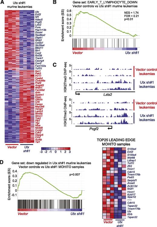 Figure 4. Gene networks regulated by Utx in T-ALL. (A) Differentially expressed genes (FC >1.5; P < .05) between Utx knockdown and control murine leukemias are represented in a heat map. A selection of genes is shown in rows and each column represents 1 individual mouse leukemia sample. The scale bar shows color-coded differential expression from the mean in standard deviation units with red indicating higher levels and blue lower levels of expression. (B) Unbiased GSEA of gene expression signatures associated with murine leukemias driven by loss of Utx or NOTCH1 only vector controls. Gene sets involving early T-lymphocytes (P < .01) are significantly enriched in Utx-driven leukemias. (C) H3K27me3 ChIP-seq profiles at 2 specific gene loci (Lzts2 and Pcgf2) in murine leukemias driven by loss of Utx or NOTCH1 only vector controls. (D) GSEA of transcripts significantly downregulated upon Utx knockdown in murine leukemias (FC >1.5, P < .05; 252 probes) in gene expression signatures obtained from MOHITO samples driven by loss of Utx. Heatmap displays the TOP 25 leading edge of this gene set in Utx-driven MOHITO samples. FDR, false discovery rate; NES, negative enrichment score.