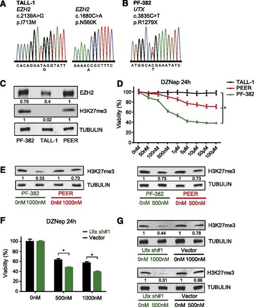 Figure 5. Utx-driven cell lines are more sensitive for H3K27me3 inhibition. (A) gDNA sequencing chromatograms representing 2 missense mutations in the EZH2 gene detected in the T-ALL cell line TALL-1. (B) DNA sequencing chromatogram representing a nonsense mutation in the UTX gene detected in the human T-ALL cell line PF-382. (C) Western blot analysis of EZH2, H3K27me3, and tubulin in the human T-ALL cell lines PF-382, TALL-1, and PEER. EZH2 protein and H3K27me3 levels are quantified by Image J and normalized to tubulin levels. (D) Luminescence-based viability assay after 24 hours of DZNep administration in 3 different T-ALL cell lines (TALL-1: black; PEER: red; and PF-382: green) using a range of DZNep concentrations from 0 nM to 100 μM. The experiment was done using 6 replicates, and repeated twice independently. The viability score for each concentration was significantly different between the 3 T-ALL cell lines (*Kruskal-Wallis test, P < .0001). (E) Western blot analysis of H3K27me3 and tubulin 24 hours after DZNep administration (1000 nM and 500 nM) in 2 different T-ALL cell lines (PEER: red and PF-382: green). H3K27me3 levels are quantified by Image J and normalized to tubulin levels. DZNep-treated samples are compared with expression levels in untreated samples. (F) Luminescence-based viability assay after 24 hours of DZNep administration in Utx knockdown and control MOHITO samples (vector: black and Utx sh#1: green). The experiment was done in fourfold (unpaired Student t test: *P < .0001). (G) Western blot analysis of H3K27me3 and tubulin 24 hours after DZNep administration (1000 nM and 500 nM) in Utx knockdown and control MOHITO samples (vector: black and Utx sh#1: green). H3K27me3 levels are quantified by Image J and normalized to tubulin levels. DZNep-treated samples are compared with expression levels in untreated samples.