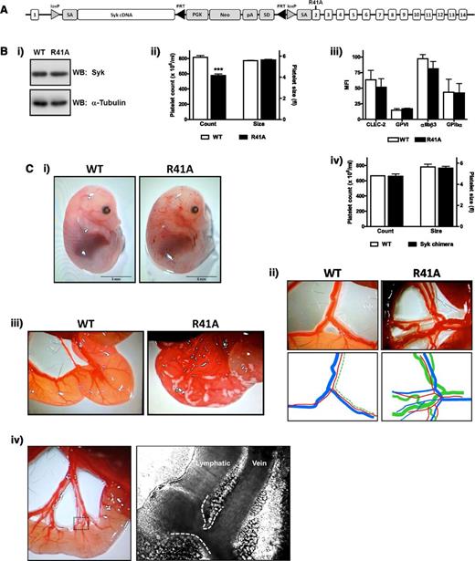 Figure 1. SykR41Afl/fl;PF4-Cre mouse development. (A) SykR41Afl/fl targeted locus. Following crossbreeding with PF4-Cre–expressing mice, the loxP flanked DNA is excised, allowing for expression of the knockin mutation. (B) Expression of Syk was measured by western blotting platelet whole-cell lysates (n = 3) (i). Platelet count and size (n > 10, ***P < .005) (ii). Surface expression of stated glycoproteins was measured on platelets by flow cytometry (n = 3) (iii). Platelet count and size for Syk radiation chimeras (n = 3) (iv). (C) Blood-lymphatic mixing is visible in the skin of embryonic day 14.5 embryos (i) and in the mesenteric vessels of adult mice (ii). For clarity, colored lines are traced below (red, arteriole; blue, venule; green, lymphatic). Chyle can be seen in the serosa of recently weaned R41A mice (iii). Connections between the lymphatic and vein were directly observed by intravital microscopy. The dotted box exemplifies the area near the serosa where the branching vessels are densely packed, and the dashed white lines are highlighting the vessel edges (iv). R41A, SykR41Afl/fl;PF4-Cre; WB, western blot.