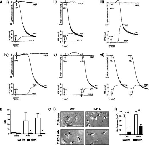 Figure 2. SykR41Afl/fl;PF4-Cre Syk platelets have functional defects in response to GPVI and CLEC-2 agonists. (A) Platelets from SykR41Afl/fl;PF4-Cre (R41A) and WT mice (2 × 108/mL) were stimulated with collagen (30 μg/mL), CRP (3 μg/mL), rhodocytin (300 nM), CLEC-2 mAb (10 μg/mL), Fc-Pdpn (10 μg/mL plus 10 μg/mL α-Fc to crosslink), or thrombin (0.1 U/mL). Adenosine triphosphate secretion was monitored with Chrono-lume (n = 3). (B) R41A platelets (2 × 107/mL) were stimulated with either CRP (3 μg/ml) or CLEC-2 mAb (10 μg/mL) followed by staining with Alexa 488–labeled fibrinogen. Fibrinogen binding was measured by flow cytometry (n = 3, *P < .05). (C) R41A platelets (2 × 107/mL) were allowed to spread on coverslips coated with either collagen (100 μg/mL) or CLEC-2 mAb (10 μg/mL) for 45 minutes (n = 3, **P < .01, ***P < .005).