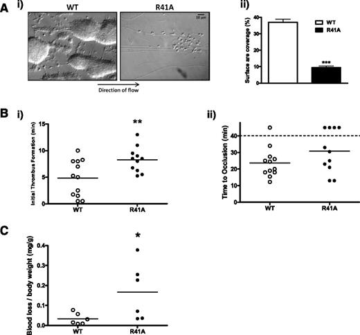 Figure 4. SykR41Afl/fl;PF4-Cre mice have a mild thrombosis defect. (A) Anticoagulated whole blood from wild-type (WT) and SykR41Afl/fl;PF4-Cre (R41A) mice was labeled with DiOC6 prior to flow over capillary tubes coated with collagen (100 μg/ml) at 1000 s−1 for 4 minutes. Fluorescence thresholding was used to calculate surface area coverage (n = 3, ***P < .005). (B) FeCl3 (20%) was used to induce an injury in mesenteric arterioles. Platelets were labeled with DyLight488-labeled α-GPIbβ antibody. Thrombus formation was monitored for 40 minutes. Time to the initiation of a thrombus was measured (i), as was time to vessel occlusion (ii). If a vessel did not occlude within 40 minutes, the experiment was terminated (n ≥ 11, **P < .01). (C) Mice were anesthetized with isoflurane followed by removal of 3 mm of tail. Blood loss was monitored for up to 20 minutes or until 15% of total blood volume was lost (n = 6, *P < .05).