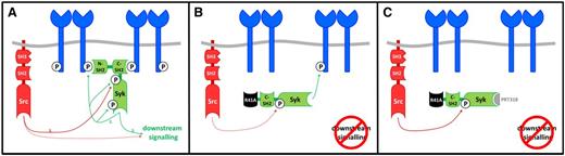 Figure 7. Model of Syk-mediated CLEC-2 signaling. (A) In WT platelets, Syk is phosphorylated after ligand binding initially on Y346 by the action of 1 or more Src kinases, followed by autophosphorylation of Y346. Phosphorylation of the CLEC-2 hemITAM leads to Syk recruitment and autophosphorylation at 519/20. This leads to activation of a downstream signaling pathway by Syk and Src (dotted line) that culminates in activation of PLCγ2. (B) In SykR41Afl/fl;PF4-Cre platelets, Syk is weakly phosphorylated on Y346 (dotted line) by Src, and Syk phosphorylates the CLEC-2 hemITAM in response to strong agonists (rhodocytin), but not weak agonists (antibody). Syk-R41A is not stably recruited to the phosphorylated hemITAM on CLEC-2 and is therefore unable to undergo autophosphorylation on Y519/20 and activate downstream signaling events. (C) In the presence of the Syk inhibitor PRT318, Syk-R41A is partially phosphorylated on Y346 by Src but is unable to phosphorylate the CLEC-2 hemITAM or undergo autophosphorylation. The increase in Src kinase phosphorylation of Y346 may reflect the loss of translocation of Syk to CLEC-2 through binding of its C-terminal SH2 domain.