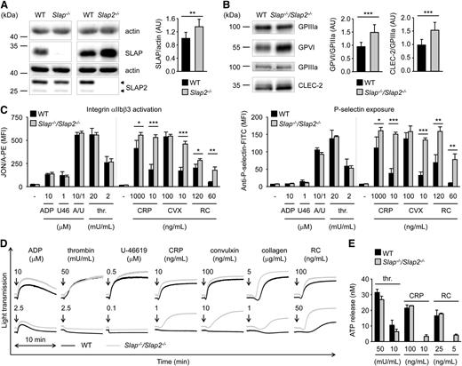 Figure 2. Increased integrin activation, α− and dense-granule release, and aggregation in Slap−/−/Slap2−/− platelets upon GPVI or CLEC-2 stimulation. (A) Analysis of SLAP and SLAP2 expression in WT, Slap−/−, and Slap2−/− platelets by western blot. Actin expression was used as loading control and for quantification. Arrowheads indicate both SLAP2 isoforms (25 kDa and 28 kDa) in WT platelets. (B) Western blot analysis of GPVI and CLEC-2 expression in Slap−/−/Slap2−/− platelets. GPIIIa expression was used as loading control and for quantification. (A-B) Equal protein amounts were loaded and expression levels were quantified by densitometry with ImageJ software (National Institutes of Health) on 10 (A) or 12 (B) samples per genotype. Results represent mean ± SD. Expression levels were adjusted such that SLAP-to-actin, GPVI-to-GPIIIa, or CLEC-2-to-GPIIIa ratio in WT platelets was set to 1. (C) Flow cytometric analysis of activated integrin αIIbβ3 (binding of JON/A-PE) (left) and degranulation-dependent P-selectin exposure (right) upon stimulation with the indicated agonists in WT and Slap−/−/Slap2−/− platelets. Results are expressed as mean fluorescence intensity ± SD (n = 4 mice per group) and are representative of 6 independent experiments. Dividing lines indicate separate measurements. (D) Washed platelets were activated with the indicated agonists and light transmission was recorded on a Fibrintimer 4-channel aggregometer. ADP measurements were performed in platelet-rich plasma (PRP). Aggregation traces representative of 3 independent experiments with n = 4 are depicted. Arrows indicate addition of the respective agonist. (E) Washed platelets were incubated with Luciferase-Luciferin reagent and ATP release was measured in a Lumi-aggregometer upon stimulation with thrombin, CRP, or rhodocytin. Results are representative of 2 individual experiments with n = 4. Results represent mean ± SD. *P < .05; **P < .01; ***P < .001. A/U, ADP + U-46619; CRP, collagen-related peptide, CVX, convulxin; FITC, fluorescein isothiocyanate; PE, phycoerythrin; PRP, platelet-rich plasma; RC, rhodocytin; thr., thrombin; U46, U-46619.