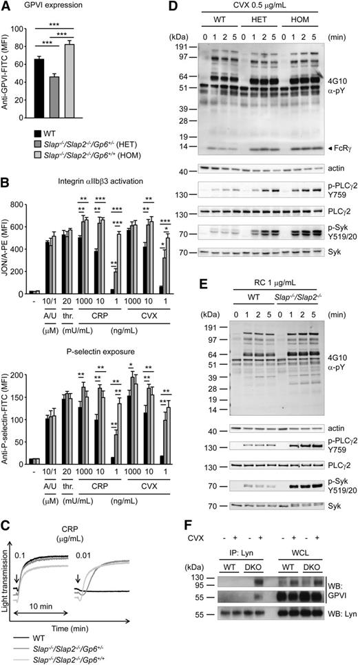 Figure 3. Increased GPVI/ITAM signaling in Slap−/−/Slap2−/− platelets occurs independently of elevated GPVI expression levels. (A) Analysis of GPVI expression levels in WT, Slap−/−/Slap2−/−/Gp6+/−, and Slap−/−/Slap2−/−/Gp6+/+ platelets. Diluted whole blood was stained with fluorescein isothiocyanate-labeled JAQ1 antibody and platelets were analyzed by flow cytometry (n = 4 mice per group). (B) Detection of integrin αIIbβ3 activation (binding of JON/A-PE) (top) and α-granule release (bottom) in response to the indicated agonists in WT, Slap−/−/Slap2−/−/Gp6+/−, and Slap−/−/Slap2−/−/Gp6+/+ platelets. Results are expressed as mean fluorescence intensity ± SD (n = 4 mice per group). (C) Washed platelets were activated with CRP and light transmission was monitored on a Fibrintimer 4-channel aggregometer. (D) WT, Slap−/−/Slap2−/−/Gp6+/− (HET), and Slap−/−/Slap2−/−/Gp6+/+ (HOM) platelets were stimulated with 0.5 μg/mL convulxin for the indicated time points. Whole-cell lysates were western-blotted and probed with the anti-phosphotyrosine antibody 4G10 or with phospho-specific antibodies. Staining of the respective nonphosphorylated proteins and actin served as loading control. (E) WT and Slap−/−/Slap2−/− platelets were stimulated with 1 μg/mL rhodocytin and analysis of tyrosine phosphorylation patterns was performed as described for (D). (F) SLAP/SLAP2 attenuate Lyn binding to activated GPVI. Washed WT and Slap−/−/Slap2−/− (DKO) platelets were left unstimulated or stimulated with 0.5 μg/mL convulxin for 20 seconds, lysed, and proteins immunoprecipitated (IP) with Lyn were resolved by sodium dodecyl sulfate-polyacrylamide gel electrophoresis under nonreducing conditions and immunoblotted (WB) for GPVI or Lyn. An immunoblot of whole-cell lysate (WCL) loaded at 0.4% of Lyn immunoprecipitation input is also shown. Note that GPVI is detected as an ∼65 kDa monomer and an ∼120 kDa dimer, respectively. Results in all panels are representative of 3 independent experiments. *P < .05; **P < .01; ***P < .001. A/U, ADP + U-46619; CVX, convulxin; CRP, collagen-related peptide; DKO, double knockout; FITC, fluorescein isothiocyanate; HOM, Slap−/−Slap2−/−Gp6+/+ platelets; PE, phycoerythrin; RC, rhodocytin; thr., thrombin; WB, western blot; WCL, whole-cell lysate.