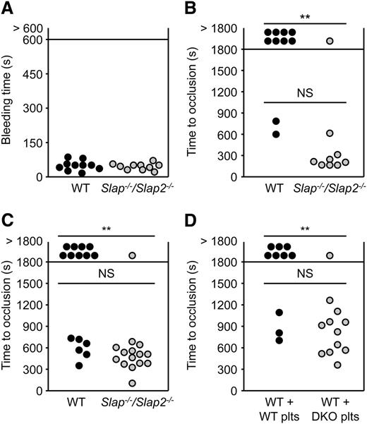 Figure 5. SLAP/SLAP2 limit pathological thrombus formation. (A) Unaltered hemostasis in Slap−/−/Slap2−/− mice. Tail bleeding times of WT and Slap−/−/Slap2−/− mice in saline at 37°C. Each symbol represents 1 animal. (B) The abdominal aorta was mechanically injured using a forceps (compression for 10 seconds) and blood flow was monitored by an ultrasonic flow probe until complete vessel occlusion for at least 5 minutes, or for a maximum of 30 minutes. Each symbol represents 1 animal. (C) The right carotid artery of WT and Slap−/−/Slap2−/− mice was injured by topical application of 2.5% FeCl3 for 90 seconds and blood flow was monitored with a Doppler flow probe until complete vessel occlusion for at least 2 minutes, or for a maximum of 30 minutes. Each symbol represents 1 animal. (D) WT mice were treated with a platelet-depleting anti-GPIbα antibody. Platelet-depleted WT mice were transfused with WT or Slap−/−/Slap2−/− (DKO) platelets and 7.5% FeCl3 were topically applied to the right carotid arteries of these mice for 1 minute. Time to complete vessel occlusion was determined as described for (C). Each symbol represents 1 animal. **P < .01. DKO, double knockout; NS, not significant.