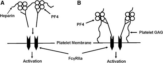 Figure 7. Proposed model of PF4-dependent, heparin-independent HIT antibody-mediated platelet binding/activation. (A) According to a widely held model, HIT antibodies bind to complexes of PF4 and heparin formed on or near the platelet surface; IgG Fc domains clustered in this way cross-link platelet FcγRIIa, triggering platelet activation. Because all HIT antibodies bind to heparin/PF4 complexes, this model does not explain why only a subset of antibodies is platelet-activating or why thrombotic risk persists for several months in patients recovered from HIT. (B) An alternative model suggested by findings described here proposes that platelet-activating antibodies differ qualitatively from those that are nonactivating, in being able to recognize subtle conformational changes induced in PF4 when it binds to chondroitin sulfate (CS) normally displayed on the platelet membrane. Small quantities of PF4 may always be present on the platelet surface in a complex with CS and can be recognized by these antibodies. If bound IgG is clustered sufficiently, IgG Fc domains cross-link FcγRIIa, leading to platelet activation. Resulting release of PF4 could further increase levels of CS/PF4 on the platelet surface, leading to additional antibody binding and acceleration of the activation process.