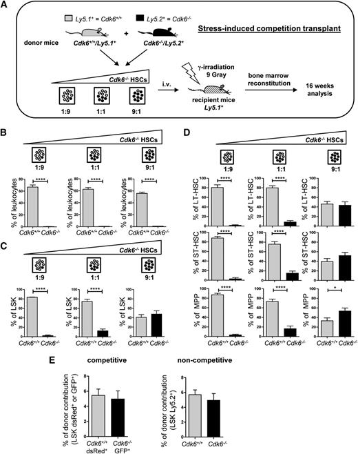 Figure 1. CDK6 is required for reconstitution of the hematopoietic system. (A) Schematic representation of experimental design. Cdk6+/+/Ly5.1+ and Cdk6−/−/Ly5.2+ BM cells were transplanted in ratios of 1:9, 1:1, and 9:1 into lethally irradiated (9 Gy) wild-type recipient mice. Long-term BM reconstitution was analyzed 16 weeks after transplantation (n = 5 per genotype; Cdk6+/+ and Cdk6−/− groups were compared using Student t test). (B) Ly5.1+/Ly5.2+ compositions were analyzed in total BM leukocytes (n = 5 per genotype; ****P < .0001). The leukocytic population included lymphocytes and myeloid cells, but excluded debris and erythrocytes, as determined by forward scatter/side scatter blots. (C) LSK cells were analyzed for Ly5.1+/Ly5.2+ composition in each transplantation setting (n = 5 per genotype; ****P < .0001). (D) Contributions of Ly5.1+ and Ly5.2+ cells in long-term HSCs (LT-HSCs), short-term HSCs (ST-HSCs), and MPP (n = 5 per genotype; ****P < .0001, *P < .05). (E) Cdk6+/+ and Cdk6−/− BM were infected with empty dsRed+ or GFP+ retrovirus. Equal numbers of Cdk6+/+ dsRed+ LSKs and Cdk6−/− GFP+ LSKs (100 000/mouse) were injected in a 1:1 ratio into lethally irradiated recipient animals in a competitive setting (LSK-depleted carrier BM was added and a total of 3 × 106 cells/mouse were injected). After 18 hours, mice BM was analyzed for dsRed+ and GFP+ LSKs (left panel, n = 6). In a noncompetitive setting, equal numbers of either Cdk6+/+/Ly5.2+ or Cdk6−/−/Ly5.2+ BM cells were injected into lethally irradiated Ly5.1+ mice (1 × 106 cells/mouse). After 18 hours, BM was analyzed for the presence of donor-derived Ly5.2+ LSKs (right panel, n = 4 per genotype).