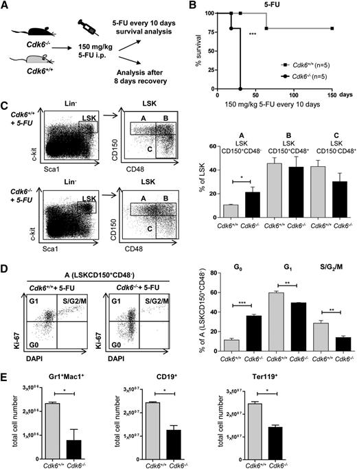 Figure 3. Impaired recovery of Cdk6−/− mice after 5-FU treatment. (A) Cdk6+/+ and Cdk6−/− mice were repeatedly treated with 150 mg/kg 5-FU every 10 days (Figure 3B) or analyzed 8 days after a single dose of 5-FU (Figure 3C-E). (B) Four of 5 Cdk6+/+ animals survived for 150 days, whereas all Cdk6−/− animals died within 25 days (n = 5 per genotype; ***P < .001). (C) Eight days after 5-FU treatment, BM of Cdk6+/+ and Cdk6−/− mice was analyzed via FACS for the presence of LSKs and LSKCD150+CD48− (A) cells. Gating strategy is shown in 1 representative FACS blot per genotype (left). Summary of statistical analyses of individual LSK subpopulations (right; n = 4 per genotype, *P < .05). (D) Cell-cycle distributions of fraction A cells were determined by a combined DAPI and Ki-67 staining. One representative FACS blot per genotype is shown (left). Summary of statistical analyses (right; n = 4 per genotype, **P < .01, ***P < .001). (E) Cdk6+/+ and Cdk6−/− mice were analyzed for lineage recovery (Gr1+Mac1+, CD19+, and Ter119+ cells) 8 days after 5-FU treatment (n = 4 per genotype; *P < .05). i.p., intraperitoneally.