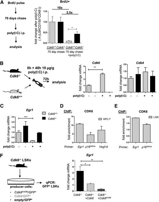 Figure 4. Impaired activation of dormant Cdk6−/− HSCs after poly(I:C) treatment. (A) Cdk6+/+ and Cdk6−/− mice received a pulse of BrdU i.p. (1 mg/mouse) that was followed by a 10-day period of BrdU administration via drinking water (1 mg/mL) (n = 8 per genotype). After a 70-day chase period, the mice cohort was split and BrdU+ fraction A cells were analyzed with (n = 4 per genotype) or without (n = 4 per genotype) a 24-hour preceding injection of poly(I:C) (10 µg/g body weight). Treatment with poly(I:C) resulted in a 10-fold reduction of BrdU+ fraction A cells in Cdk6+/+, but only in a 2.5-fold reduction in Cdk6−/− mice. (B) Cdk6 and Cdk4 mRNA expression levels in fraction A cells of Cdk6+/+ and Cdk6−/− mice that had received poly(I:C) or PBS are shown (n = 3 for each genotype; qPCR analyses were performed in triplicate; **P < .01). (C) Egr1 mRNA expression levels in fraction A cells of Cdk6+/+ and Cdk6−/− mice that had received poly(I:C) or PBS are shown (n = 6 for each genotype; qPCR analyses were performed in triplicate; ***P < .001). (D-E) ChIP assays were performed in an HPC-7 hematopoietic progenitor cell line (D) and in primary Cdk6+/+ LSKs (E). Protein–DNA complexes were immunoprecipitated using antibodies directed against CDK6 and analyzed by qPCR for their presence on the Egr1 promoter region. Vegf-A and/or p16INK4a promoter regions were used as positive controls. Bar graphs depict fold enrichment over a negative region downstream of CD19. (F) Cdk6−/− LSKs were sorted and coincubated with Cdk6/GFP+, Cdk6K43M/GFP+, or empty/GFP+ GP+ producer cells (n = 3 per genotype). After 48 hours, GFP+ cells were high-purity sorted by FACS and analyzed by qPCR. Bar graphs depict Egr1 mRNA expression levels (technical triplicates; *P < .05, **P < .01).