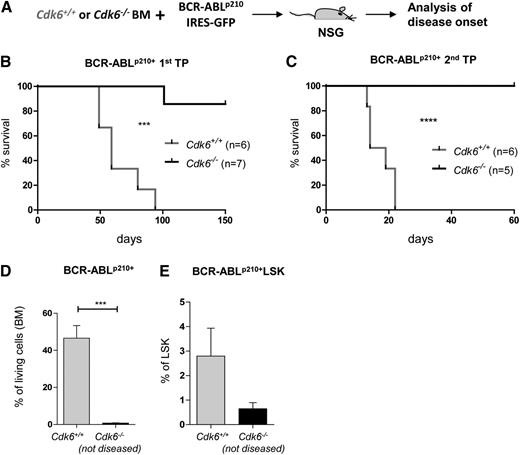 Figure 6. CDK6 is required for leukemia formation in vivo. (A) Experimental setup: Cdk6+/+ and Cdk6−/− BM cells were cocultivated on BCR-ABLp210 producer cells and 2 × 106 cells were injected i.v. in nonirradiated NSG mice. (B) Kaplan-Meier plot depicting disease onset of NSGs injected with Cdk6+/+ or Cdk6−/− BCR-ABLp210+ leukemic cells (n = 6 and n = 7, respectively). Only 1 of 7 mice injected with Cdk6−/− BCR-ABLp210+ cells became diseased. All mice injected with Cdk6+/+ BCR-ABLp210+ cells became diseased within 3 months (***P < .001). (C) 2 × 106 BM cells of diseased animals were transplanted in a second transplantation round and disease onset was monitored. None of the mice injected with Cdk6−/− BCR-ABLp210+ cells became diseased, but all mice injected with Cdk6+/+ BCR-ABLp210+ cells became diseased rapidly within 3 weeks (n = 5 and n = 6, respectively; ****P < .0001). (D) The experiment (Figure 6C) was terminated after 60 days and Cdk6−/− nondiseased animals were euthanized. Contribution of Cdk6−/− BCR-ABLp210+–transformed cells (BM) was compared with diseased control animals at the time of terminal disease (n = 3 per genotype, ***P < .001). (E) Frequencies of BM BCR-ABLp210+ LSKs of Cdk6−/− animals compared with Cdk6+/+ (diseased) animals. Cdk6−/− BCR-ABLp210+ LSKs were detectable in the BM (n = 3 per genotype).