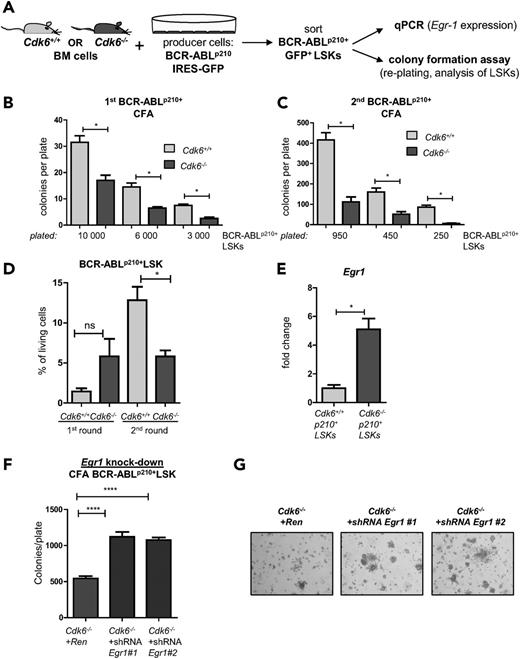 Figure 7. CDK6 influences (re-)plating capacities of BCR-ABLp210+ LSKs in vitro. (A) Experimental setup: Cdk6+/+ and Cdk6−/− BM cells were cocultivated on BCR-ABLp210 producer cells for 48 hours, sorted by high-purity FACS, and either subjected to colony formation assays (CFA) (B-D) or analyzed by qPCR (E). (B) Three different cell numbers of BCR-ABLp210+ LSKs were seeded and colony numbers were counted 8 days after coculture (technical duplicates; *P < .05). (C) All colonies were harvested and reseeded to a second round of replating. Colonies were counted after 8 days (technical duplicates; *P < .05). (D) After each round, colonies were harvested and analyzed by FACS for the presence of remaining BCR-ABLp210+ LSKs (*P < .05). (E) BCR-ABLp210+ LSKs were sorted by FACS and Egr1 expression was analyzed by qPCR (BM cells of 3 individual mice per genotype were pooled; qPCR was performed in technical triplicates; *P < .05). (F) Knockdown constructs Egr1 #1 and Egr1 #2 or a control vector targeting Renilla were introduced into Cdk6−/− BCR-ABLp210+ LSKs and subjected to colony formation. Colonies were again counted 8 days after seeding (****P < .0001). (G) Representative pictures of colonies on day 8 (magnification: ×4).
