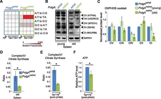 Figure 2. mtDNA mutation–associated decline in mitochondrial respiration in erythroid cells from mtDNA-mutator mice. (A) DNA isolated from tails (at weaning) and Ter119+ erythroid cells from bone marrow (total Ter119+) and spleens (Ter119+ populations A and B) of 8-month-old phlebotomized mtDNA-mutator mice and wild-type littermate controls was assayed via PCR with primers directed against a portion of mtDNA. Calculated mutation frequencies from a representative experiment (tail and Ter119+ populations from littermates) are shown in the heat map. (B-C) Representative immunoblots and graphs (mean ± SEM) showing age-dependent changes in steady-state levels of labile components of the mitochondrial electron transport complexes (CI-CV). n = 2 mice per genotype (young) or 3 mice per genotype (old). Asterisk in panel B denotes nonspecific band. (D) Total spleen from old animals was used for analysis of CS and CIV. Graph (mean ± standard deviation) shows ratio of CIV to CS activities. n = 2 mice per genotype. (E) Ter119+ erythroid cells were positively selected from spleens of phlebotomized mice by using magnetic beads and used for analysis of CS and CIV activities. Graph (mean ± SEM) shows ratio of CIV to CS activities. n = 4 mice per genotype. (F) Ter119+ erythroid cells were positively selected from bone marrow of phlebotomized mice by using magnetic beads and used for ATP analysis. Values were normalized to that of Ter119+ population “A” in wild-type mice for each experiment. n = 5 mice per genotype.