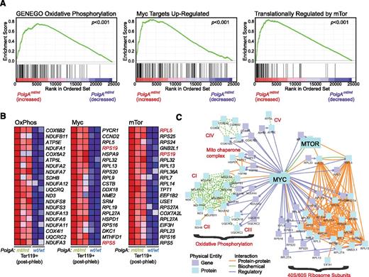 Figure 3. Erythroid cells from mtDNA-mutator mice show increased expression of genes involved in OXPHOS and ribosomal subunits. (A-C) RNA was extracted from Ter119+ erythroid cells positively selected from the bone marrow of phlebotomized mice by using magnetic beads and used for expression profile analyses. Results of gene set–enrichment analysis are shown in supplemental Table 5. Enrichment plots and heat maps for the top 20 genes contributing to the enrichment scores for 3 selected gene sets are shown in panels A and B, respectively. A diagram of established interactions (physical, biochemical, and regulatory) among these 60 genes was generated by using ConsensusPathDB (induced network model) maintained by the Max Plank Institute and is shown in panel C.