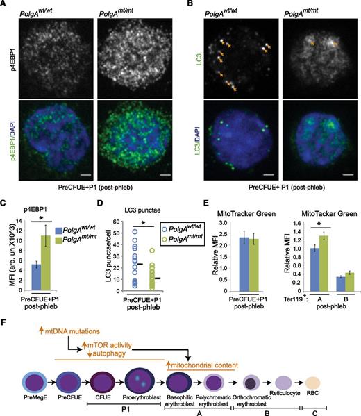 Figure 4. Increased mTOR signaling and decreased autophagy in early erythroid progenitors from phlebotomized mtDNA-mutator mice. (A-D) Early erythroid progenitors were sorted from the bone marrow of phlebotomized animals. Cytospins were prepared from the sorted cells and stained with antibodies against phosphorylated 4EBP and LC3. Representative confocal images of phosphorylated 4EBP1 and LC3 staining are shown in panels A and B, respectively. Scale bar represents 2 μM. (C) Mean fluorescence intensity (MFI) of phosphorylated 4EBP1 staining within 4,6-diamidino-2-phenylindole (DAPI)–positive nuclei was calculated for each cell. Graph shows mean MFI ± SEM. n > 15 images per genotype from 3 independent experiments. (D) The number of punctate LC3+ structures per cell was counted visually by an observer blinded to the experimental conditions. Graph shows the number of LC3 puncta per cell (circles) and mean value (black line) from a representative experiment. n > 30 cells per genotype. (E) MG staining was analyzed by FACS in the indicated populations of erythroid cells. MFI was normalized to that of Ter119+ population “A” in wild-type mice for each experiment. Graphs show mean ± SEM. n = 4 mice per genotype. (F) Schematic diagram highlighting the increase in mTOR activity and decrease in autophagy in early erythroid progenitors from phlebotomized mtDNA-mutator mice. We speculate that the increase in mitochondrial mass in Ter119+ population “A” results from the defect in autophagy in early erythroid progenitors.