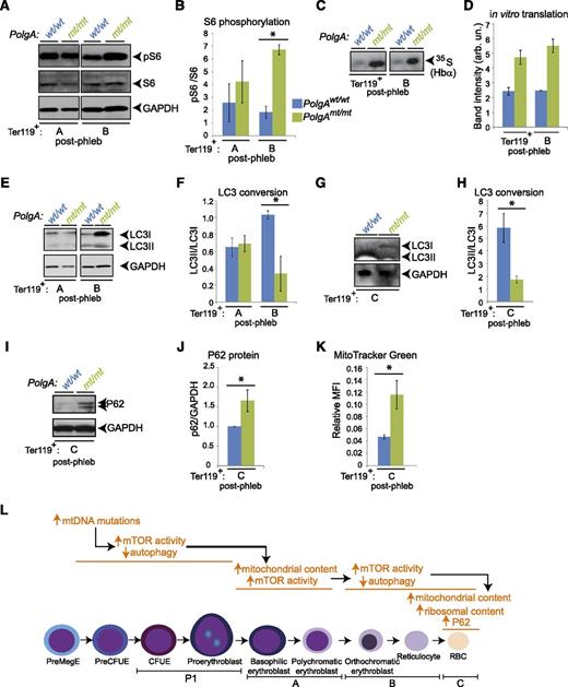 Figure 5. Increased mTOR signaling and decreased autophagy at late stages of erythroid maturation in phlebotomized mtDNA-mutator mice. (A-F) Ter119+ erythroid cells were positively selected from spleens of phlebotomized mice by using magnetic beads and sorted by FACS based on CD71 expression and forward scatter. (A-B) Extracts prepared from sorted populations were subjected to immunoblot analyses using antibodies against phosphorylated S6 (pS6), total S6 (S6), and glyceraldehyde-3-phosphate dehydrogenase (GAPDH). Representative immunoblots and graphs (B) show higher phosphorylation of ribosomal protein S6 in Ter119+ erythroid population “B” (CD71+ FSClow) from mtDNA-mutator mice than from wild-type littermates. n = 2 (wild-type) or 3 (PolgAmt/mt) mice. (C-D) Sorted populations of erythroid cells were incubated in media containing 35S-labeled amino acids to assess translation. Representative autoradiographs (C) and graphs (D) show higher levels of translation of a 15-kDa protein (consistent with hemoglobin subunit α) in cells from mtDNA-mutator mice. n = 2 (wild-type) or 3 (PolgAmt/mt) mice. (E-H) Extracts prepared from the sorted populations were subjected to immunoblot analyses using antibodies against LC3 and GAPDH. Representative immunoblots (E,G) and graphs (F,H) show lower LC3 conversion in Ter119+ erythroid populations “B” (CD71+ FSClow) and “C” (CD71−FSClow) from mtDNA-mutator mice than in those from wild-type littermates. n = 4 mice per genotype. (I-J) Extracts prepared from Ter119+ erythroid population “C” were subjected to immunoblot analyses using antibodies against P62 and GAPDH. Representative immunoblots (I) and graph (J) show increased steady-state levels of P62 in erythroid cells from mtDNA-mutator mice. (K) MG staining was analyzed by FACS in Ter119+ erythroid population “C.” MFI was normalized to that of Ter119+ population “A” in wild-type mice for each experiment (see Figure 4E). n = 4 mice per genotype. The graph shows the increased mitochondrial content in erythroid cells from mtDNA-mutator mice. Graphs in panels B, D, F, and G show mean ± SEM. P < .05. (L) Schematic diagram highlighting increase in mTOR activity and translation and decrease in autophagy in late erythroid progenitors (Ter119+ population “B” or “C”) of aged or phlebotomized mtDNA-mutator mice.