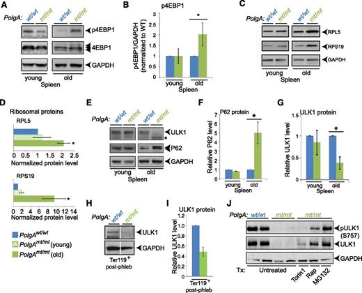 Figure 6. Posttranslational regulation of ULK1 levels in erythroid cells and splenocytes from mtDNA-mutator mice. Representative immunoblots (A) and graphs (B) showing the steady-state levels of p4EBP1, total 4EBP1, and GAPDH in young (2-month-old) and old (8- to 12-month-old) mice. The ratio of phosphorylation to total 4EBP1 was normalized to that of wild-type animals for each set of mice. Representative immunoblots (C) and graphs (D) showing the steady-state levels of ribosomal proteins RPL5 and RPS19 in spleens of young and old mice. n = 2 mice per genotype (young) or 3 mice per genotype (old). (E-G) Representative immunoblots and graphs (mean ± standard deviation) showing steady-state levels of P62 (E-F) and ULK1 (E,G) in spleens of young and old mice. n = 2 mice per genotype per time point. (H-I) Lin−/Ter119+ erythroid cells were selected from bone marrow of phlebotomized mice by using magnetic beads. Extracts prepared from sorted populations were subjected to immunoblot analyses using antibodies against ULK1 and GAPDH. The wild-type and Polgmt/mt lanes in the representative immunoblots (H) are separated by white lines to indicate juxtaposition of 2 nonadjacent from the same gel. The graph (mean ± SEM) shows reduced ULK1 levels (normalized to GAPDH) in erythroid cells of mtDNA-mutator mice. n = 3 (wild-type) or 4 (PolgAmt/mt) mice. P < .01. (J) Splenocytes were isolated from spleens of old mtDNA-mutator mice and incubated with or without the indicated drugs for 3 hours: 250 nM Torin1, 25 nM rapamycin (Rap), or 25 nM MG132. ULK1 immunoprecipitates were analyzed by immunoblot analyses for ULK1 phosphorylated at serine 757 (by using 4/5 of the immunoprecipitate) and total ULK1 (by using 1/5 of the immunoprecipitate). The experiment was performed 3 times; a representative experiment is shown.