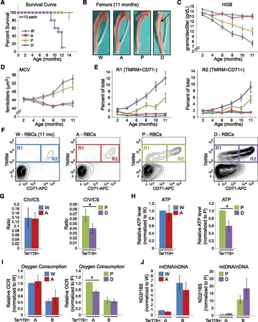 Figure 7. Disruption of autophagy in erythroid progenitors of mtDNA-mutator mice accelerates the onset and progression of anemia. (A) Survival curve showing percent survival at different time points. W: Atg7f/f Eporwt/wt PolgAwt/wt; A: Atg7f/f Eporwt /GFPCre PolgAwt/wt; P: Atg7f/f Eporwt/wt PolgAmt/mt; and D: Atg7f/f Eporwt/GFPCre PolgAmt/mt. (B) Femurs isolated from 11-month-old mice at necropsy. Note the pallor in the double-mutant animals (“D”, arrow). (C-D) Graphs (mean ± SEM) showing hemoglobin (HGB) and mean corpuscular volume (MCV) values in mice at different ages. Summary of statistical analyses for panels C-E are shown in supplemental Table 6. (E-F) PB RBCs were gated based on characteristic forward and side scatter properties and analyzed by FACS for surface CD71 expression and TMRM staining. (E) Graphs showing the percentage of PB RBCs within the R1 and R2 gates from mice at different ages. (F) Representative FACS plots showing the distribution of cells in the R1 and R2 gates from 11-month-old mice. The R2 gate consists of reticulocytes that are positive for CD71 and contain mitochondria. The R1 gate contains an abnormal population of cells that have lost surface CD71 expression but retain mitochondria. (G-J) Ter119+ erythroid cells were positively selected from spleens or bone marrows of phlebotomized mice by using magnetic beads. (G) CIV and CS activities were measured and their ratios calculated. n = 5 (W), 4 (A), 4 (P), or 3 (D) mice. (H) Values obtained from ATP analysis were normalized to that of wild-type or PolgAmt/mt mice for each set of animals. n = 6 (W), 6 (A), 4 (P), or 4 (D) mice. (I) The oxygen consumption rate (OCR) was analyzed by using the Seahorse XF-24 Extracellular Flux Analyzer. Values were normalized to that of wild-type or PolgAmt/mt mice for each set of animals. n = 3 (W), 2 (A), 6 (P), or 5 (D) mice per genotype. (J) Quantitative PCR analysis was used to determine the ratio of ND2 (mtDNA) to 18S (mtDNA) (an estimate of mtDNA copy numbers per genome). This ratio was normalized to that of wild-type or PolgAmt/mt mice for each set of animals. n = 4 (W), 4 (A), 6 (P), or 6 (D) mice.