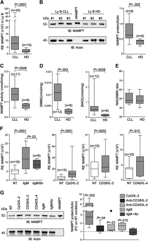 Figure 1. An enzymatically active NAMPT is overexpressed by CLL cells. (A) Box plot showing expression levels of NAMPT mRNA in B lymphocytes from CLL patients (n = 45) or HDs (n = 10). (B) Western blot analysis of NAMPT protein expression in CLL (n = 9) or HD (n = 9) B lymphocytes. A FLAG-tagged rNAMPT was used as internal control. (C-E) Box plots representing NAMPT activity expressed as nmol/hour/mg of protein (C), NMN and NAD intracellular concentration (nmol/mg) (D), and NAD/NMN ratio (E) in B lymphocytes from CLL patients and HDs. (F) qRT-PCR analysis showing expression of NAMPT mRNA in purified CLL lymphocytes cultured with the indicated stimuli (24 hours). When indicated, cells were pretreated with ibrutinib (10 µM, 30 minutes). (G) Purified CLL cells activated as indicated in panel F were lysed, and iNAMPT expression levels determined by western blot. Cumulative results (n = 8) are shown in the box plot.
