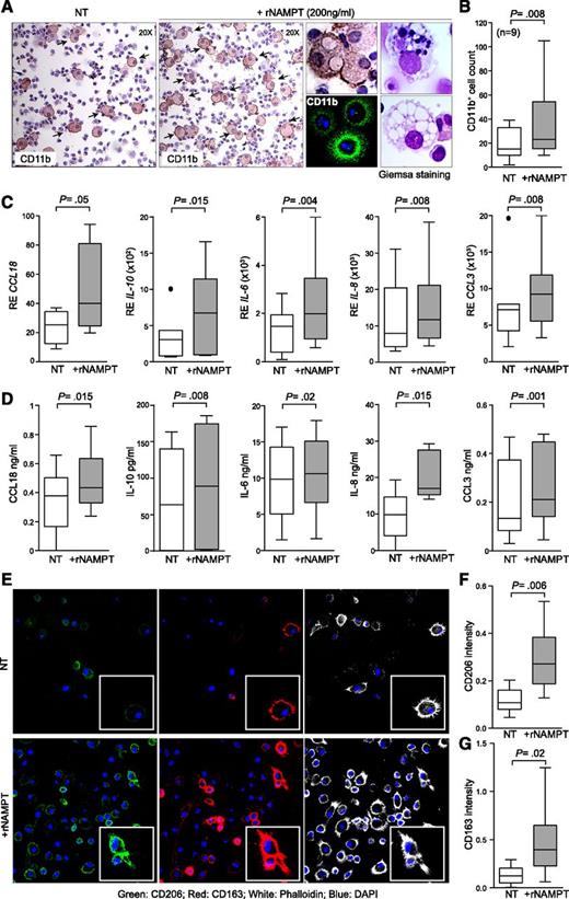 Figure 3. rNAMPT induces monocytes to differentiate into macrophages with M2 features. (A) PBMC preparations from CLL patients were plated in complete medium with or without rNAMPT (200 ng/mL). After 5 days, cells were fixed and stained for CD11b. Original magnification ×20. Middle panel represents a zoomed area of the same sample. CD11b staining was also confirmed by immunofluorescence. The panels on the right show Giemsa staining to evaluate cellular morphology. (B) Cumulative data showing the number of CD11b+ cells in at least 4 ×20 fields of 9 different samples. (C-D) Box plots reporting the mRNA (C) or the protein (D) expression levels of CCL18, IL-10, IL-6, IL-8 and CCL3, in monocytes sorted from leukemic PBMCs (n = 9) cultured with or without rNAMPT (24 hours). (E) Confocal microscopy analysis of CD163 (red) and CD206 (green) expression in sorted CLL monocytes differentiated for 5 days with or without rNAMPT. Nuclei were counterstained with 4,6-diamidino-2-phenylindole (DAPI; blue); actin filaments were visualized using phalloidin (white). Original magnification ×63. (F-G) Cumulative analysis of CD206 (F) and CD163 (G) pixel intensity (arbitrary units, a.u.), scoring at least 10 different cells for 3 different samples.
